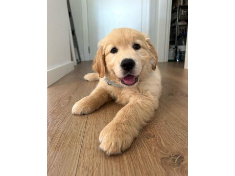 Bebek gibi golden retriever