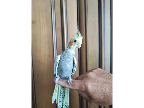 1.5 aylık yeme düşmek üzere yavru sultan
