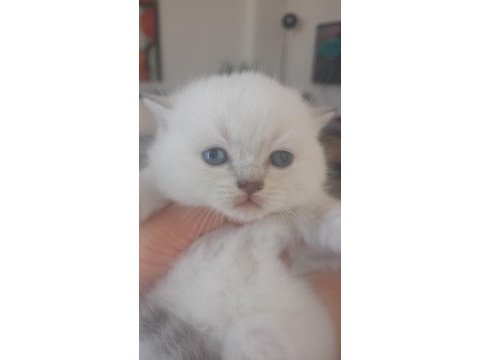 Scottish fold dişi ve erkek yavrular