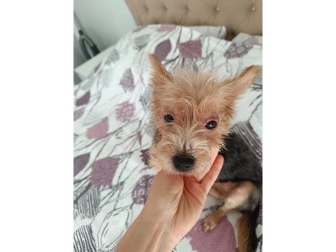 Dişi 1 yaşında köpeğimiz