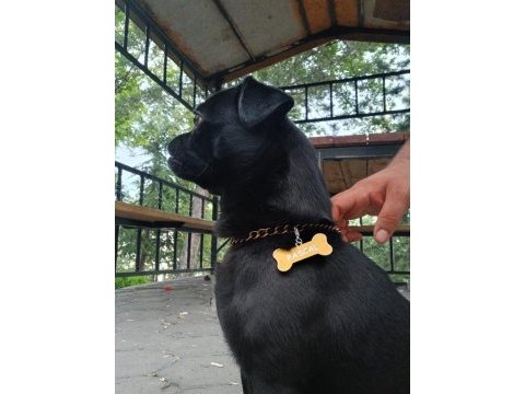 Siyah pug pascal için yuva arıyoruz