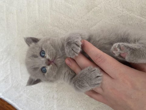 British shorthair yavrular