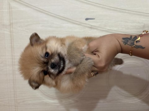 Tatlı pomeranian ayıcıklar
