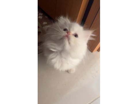 Safkan persian egzotik longhair