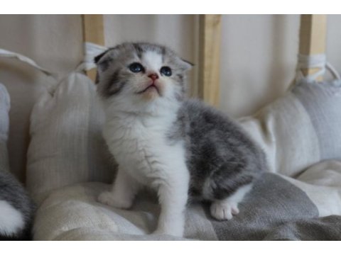 4 adet birbirinden güzel scottish fold yavruları