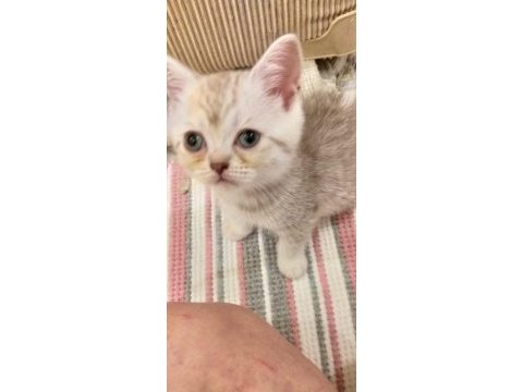 Yavru kedi sahiplendirme scottish fold