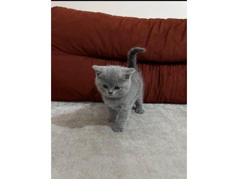 British shorthair 3 aylık yavru
