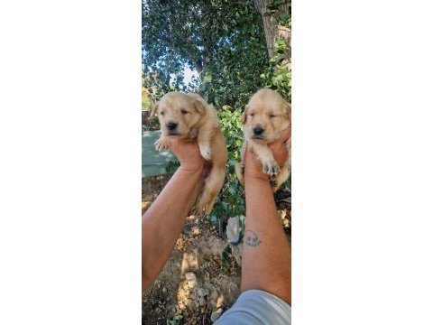 Baby face orjinal golden yavrular