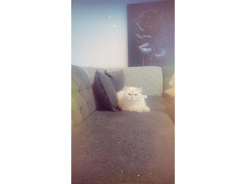 British shorthair beyaz