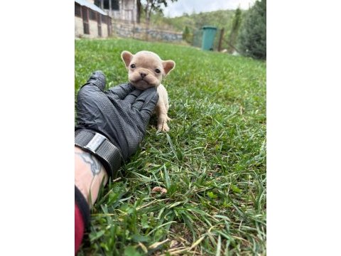 Oyuncu french bulldog bebekler