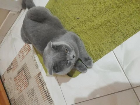Scottish fold kedimiz sahiplendirilecektir