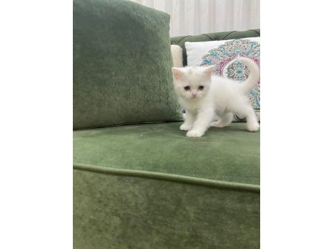 Pamuk prenses british shorthair