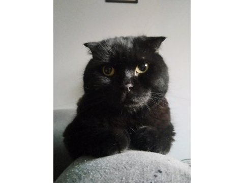 Ismi paşa scottish fold