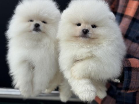 Petmode köpek çiftliğinde ziyarete açık pomeranian