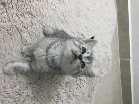 Sevimli british shorthair kedimiz