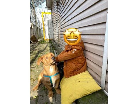 1 yaşında çipli aşılı erkek labrador