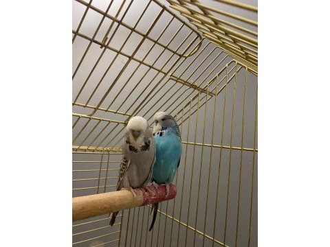Show jumbo muhabbet kuşu