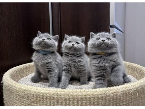 Ayı surat british shorthair yavrular 