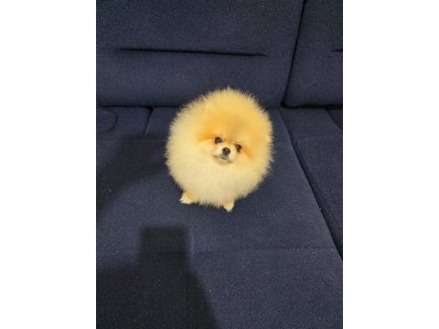Mikro pomeranian dişi 7 aylık