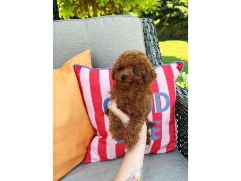 Ruhsatlı çiftlikde ziyarete açık kore toy poodle