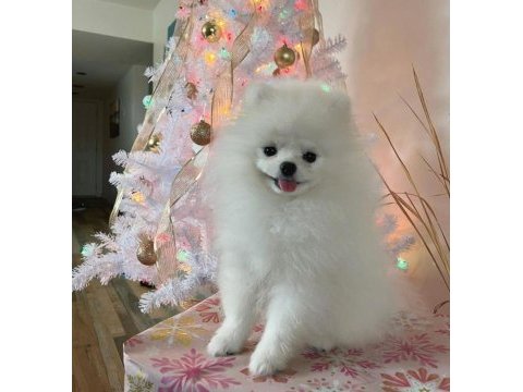Pomeranian boo yavru eğitimli