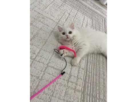 British longhair yavrumuza yuva arıyoruz
