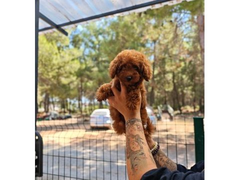 Toy poodle köpeği