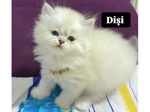 Yeni yuvalarını gitmeye hazır british shorthair