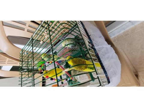 2 adet mavi ve yeşil muhabbet kuşları verilecektir