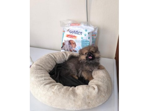 Mini boy a kalite pomeranian yavrumuz