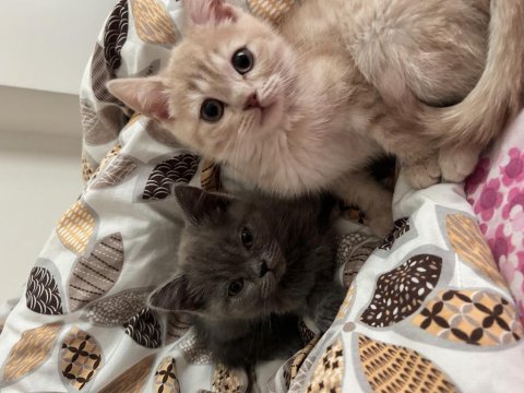 3 aylık minik kedim yuva arıyor