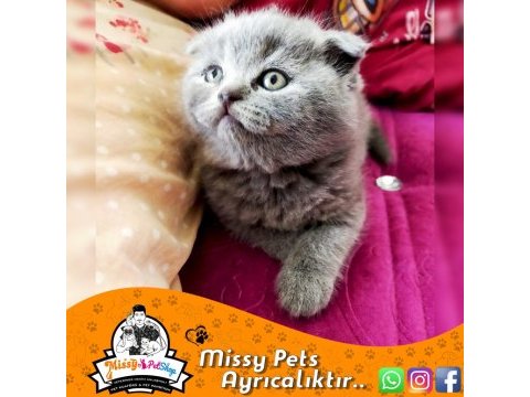 Scottish fold blue
