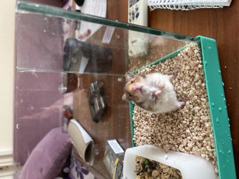 Acil yuva ücretsiz hamster