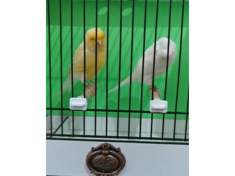 Orijinal safkan lankşayır takım kanarya