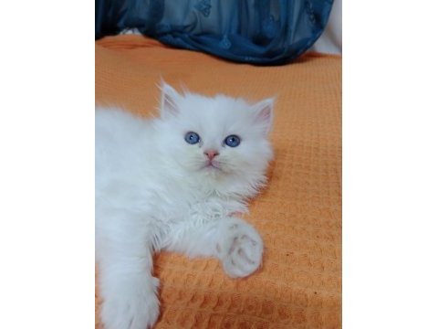 İran persian erkek yavru