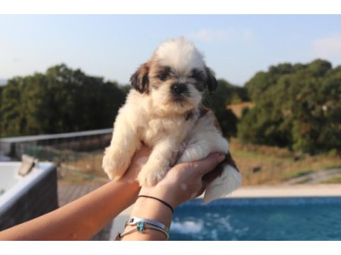 Sevimli shih tzu yavrusu sağlıklı, erkek ve dişi