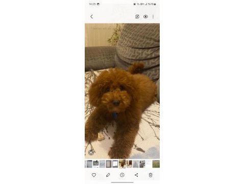Poodle 4 aylık erkek red brown