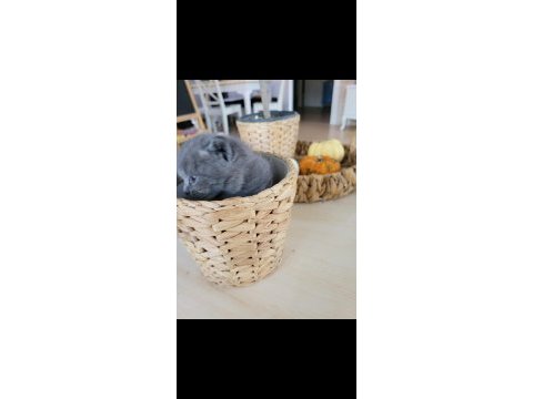 Yavru british shorthair