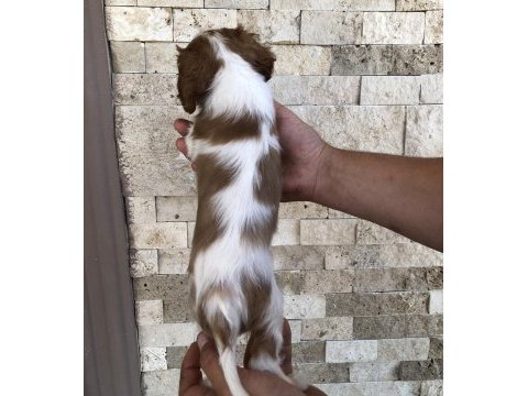 Üst düzey kaliteli cavalier king charles bebekler
