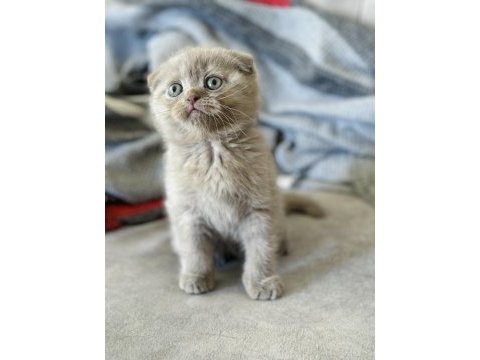 Saf kan minnoş scottish fold yavrum