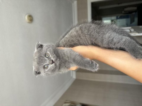 Scottish fold üç aylık kedimiz