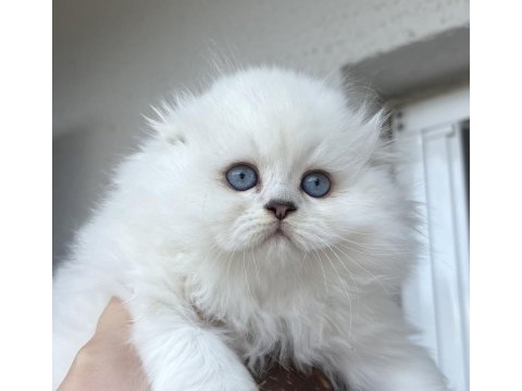 Scottish fold erkek yavru