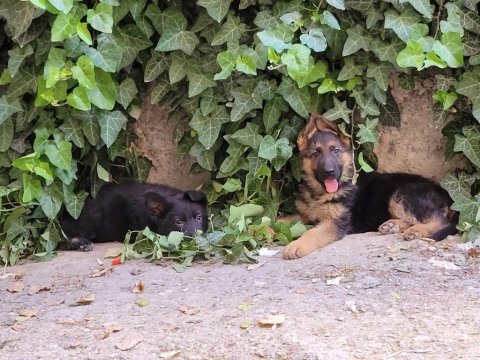 Full black & black tan showline alman kurdu puppy