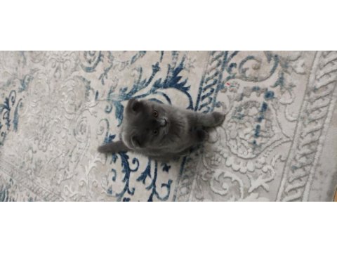 British shorthair