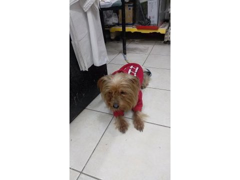 Yorkshire terrier 2 yaşında