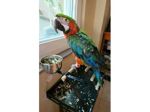 Hibrit ruby gold macaw (açıklamayı okuyunuz)
