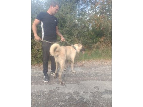 Köpeğimizi çiftleştirmek için dişi lazım