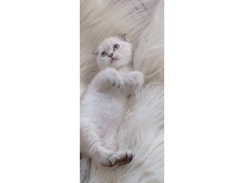 British shorthair kedisi