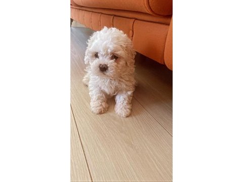 2.5 aylık 0 numara maltipoo max 3 kg olur
