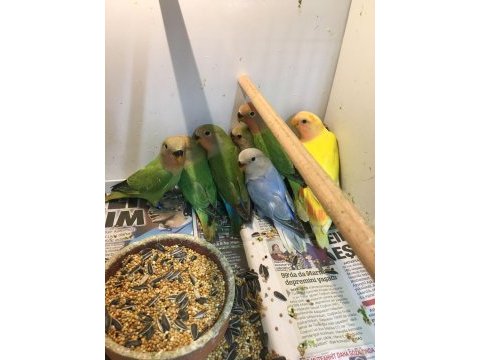 Bebek ısırma huyu olmayan sevda papağanlarımız geldi